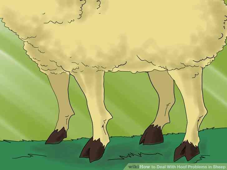 Image intitulée Traiter des Problèmes de Sabot dans les Moutons de l